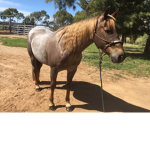 *HorsePerformance Group*