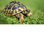 SafeTheTurtles!