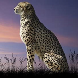 Club Cheetah Hub