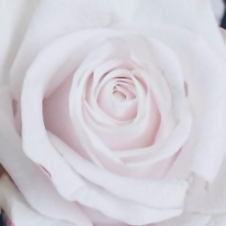 ✿