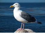 Seagul yep ik yeah