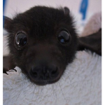 Bat land!