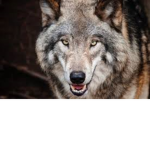 Wolfie Wolf #1