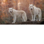 WolfMagicLove Club