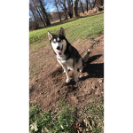waffles the husky FAN CLUB