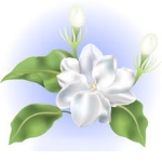 Sampaguita