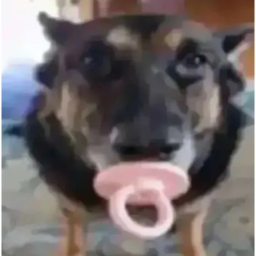 Cool photos of Dogs