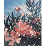 Petal’s Boutique