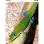 The official gecko gang