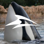 one ocean san Antonio SeaWorld and orcas group