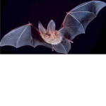 Bat fans group