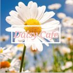 •Daisy Cafe•