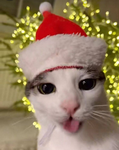 MeowEIIMUy