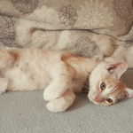 LOVE_CAT