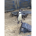 Animals rule 123