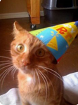 kittens that party!