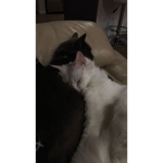 ilikecats127