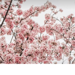 Blossom Buddy's
