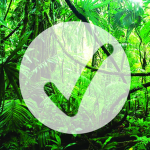 rain forest peak