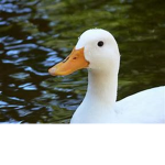 quacker's crackers