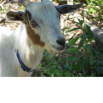 ASHTHEGOATSGROUP