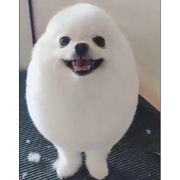 Eggdog Hangout