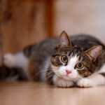 kitties_griffin_gaming