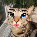 Flabby Tabbies Group Thumbnail