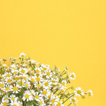 •Yellow-Explorer• Fan Group!