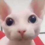 smelly cat B