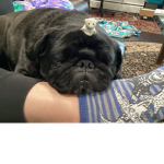 Black Pug Appreciation Group