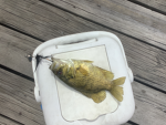 Molly Broyles