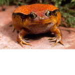 FrotzPF