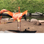 Animal luver fan group