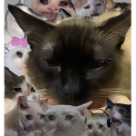 kittyluv!