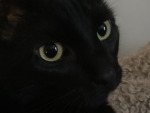 Cat fandom!
