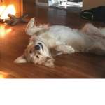 DOGS RULE AT TUMMY RUBS