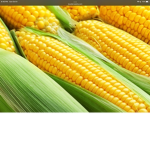 It’S CoRn!!!!!!!!!!!!!!!!!!!!!!!!