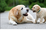 Doggie square