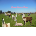 Llama Drama Groop