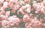 Blossom_Trees