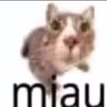 miau!!!