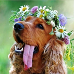 Fluffy Doggy’s