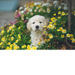 *april*