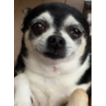 chihuahua alpha male group