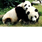 ~Panda Studios~