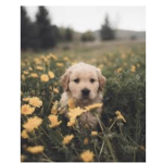 only for pet people