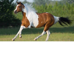 Horse’s for life