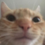 Obby Sandbox