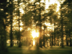 the clearing